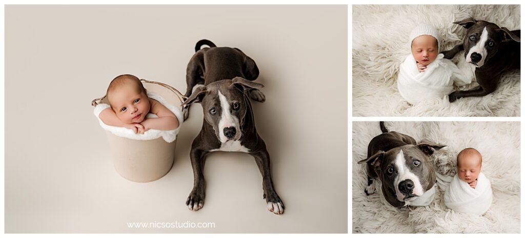 Three image collage of baby boy with his dog sibling - one image in a bucket with both dog and baby looking at the camera. The other two of are dog and newborn boy on a white fuzzy rug with baby wrapped and asleep while the dog looks directly into the camera during a studio newborn photography session in Charlotte, NC. 