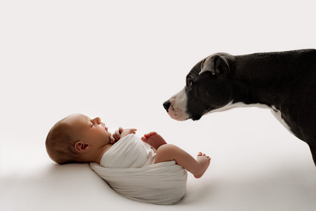 Family dog Maddy looking down at newborn baby boy wrapped sleeping on a white background. 